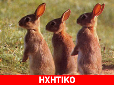 Αντισυλληπτικά… για τα αγριοκούνελα της Λήμνου