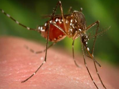 Ομογενής στην Αυστραλία πέθανε από κουνούπι