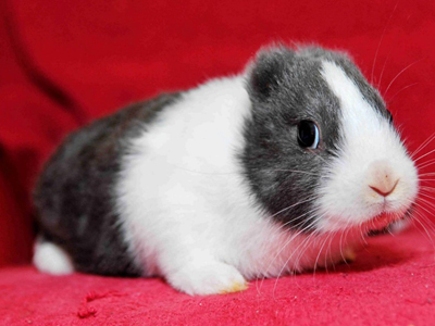 Κουνέλι… χωρίς αυτιά!