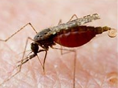 Εντόπισαν ύποπτο από το κουνούπι που τον τσίμπησε