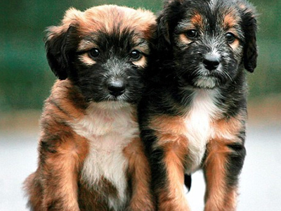 Παιδιά προσπάθησαν να ψήσουν κουτάβια