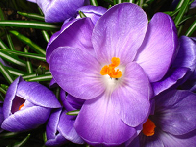 Σαφράν… όχι μόνο στο φαγητό!