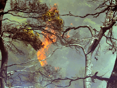 Υπό έλεγχο η φωτιά στο Λασίθι