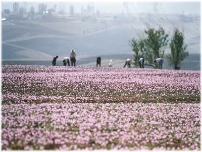 Ο κρόκος Κοζάνης: “το θεϊκό δώρο”