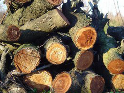 Προφυλακίσθηκε ο 80χρονος που σκότωσε για μια στοίβα ξύλα