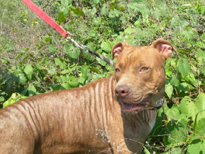 Κυνομαχίες στην  Ξάνθη