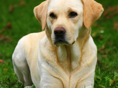 Σκύλος έφαγε τη “φιλανθρωπία”