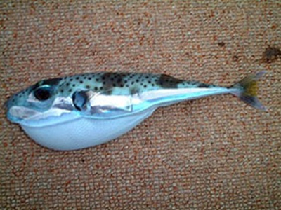 Βρέθηκαν τοξικοί λαγοκέφαλοι και στη Σαλαμίνα