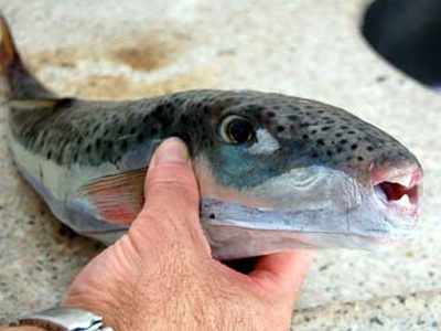 Τοξικός λαγοκέφαλος στο Βόλο