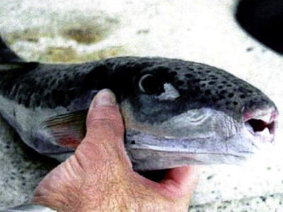 Και στη Λάρισα τοξικός λαγοκέφαλος