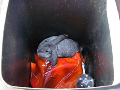 Βρήκε ένα κουνέλι πεταμένο στα σκουπίδια