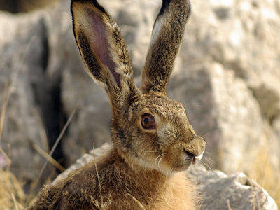 Κυνηγός έπεσε σε χαράδρα για να πιάσει λαγό