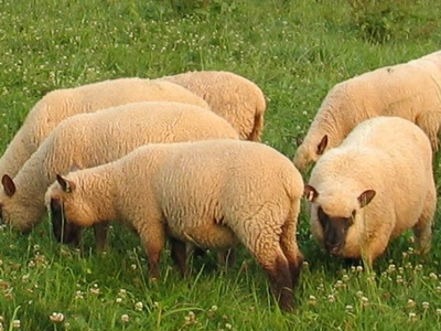 44 αρνιά για τον Ομπάμα