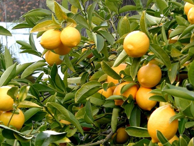 O Καρατζαφέρης και οι λεμονιές