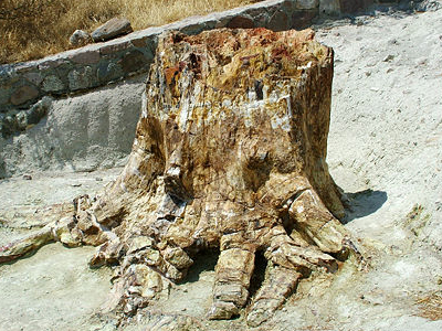 Υποψήφιο θαύμα της φύσης το Απολιθωμένο Δάσος