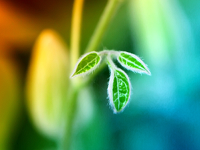 ”Ανάστησε” τρεις με το θάνατό της