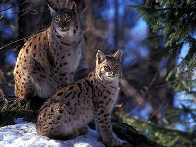 Ο Λύγκας υπάρχει ακόμα