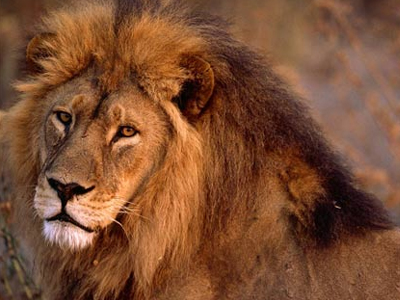 Λιοντάρια επιτέθηκαν σε 8χρονη