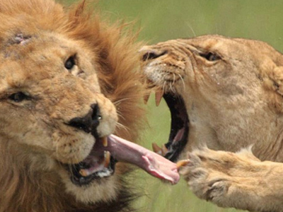 Λέαινα έκοψε τη γλώσσα του ”άπιστου” λιονταριού