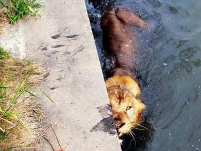 Ο πιο καλός ο μαθητής έχει… χαίτη