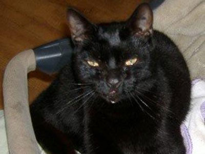 Ο κτηνίατρος πλήρωσε… τη γάτα