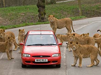 Λιοντάρια περικύκλωσαν αυτοκίνητο