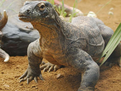 Τεράστια σαύρα επιτέθηκε σε άνθρωπο