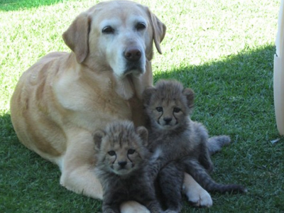 Σκύλος κάνει μπέιμπι σίτινγκ σε τιγράκια