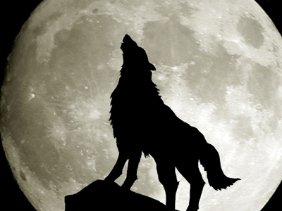 Ο Λύκος κι αν εγέρασε…