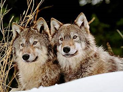 «Στον λύκο που φοβόμαστε, στον λύκο που αγαπάμε!»