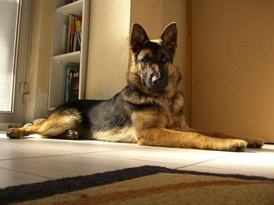 Σκύλος φύλαγε 6 εβδομάδες το νεκρό αφεντικό του