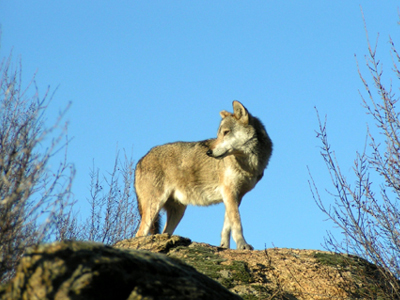 Λύκος δάγκωσε κτηνοτρόφο