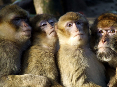 Πίθηκοι… ψαράδες