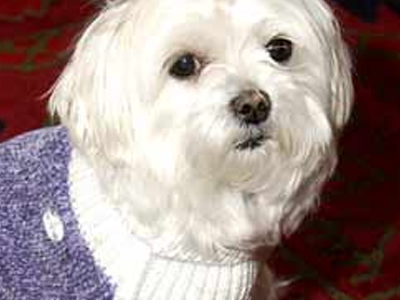 Κληροδότησε στο σκυλί της 12 εκατ. δολάρια