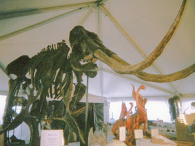 Βρέθηκε σκελετός μαμούθ στη Σερβία