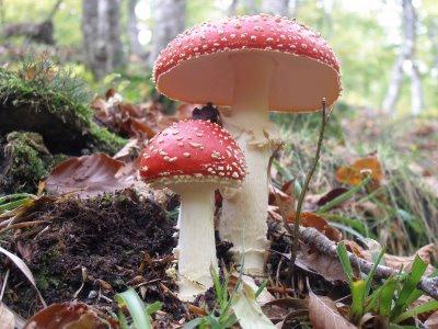 Η διατροφική αξία των μανιταριών