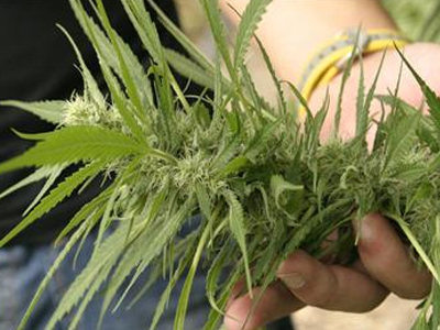 Εντόπισαν φυτεία μαριχουάνας μέσω Google Earth