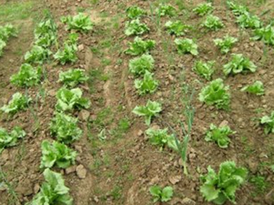 Έκλεψαν… 8.000 ρίζες μαρουλιών από καλλιεργητή στη Ζάκυνθο