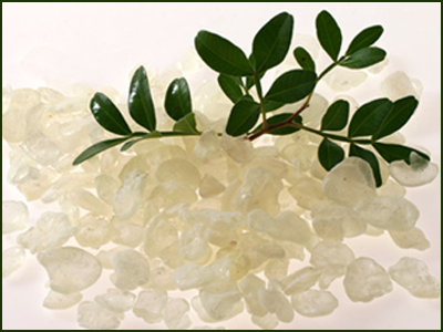 «Μαστίχα… το θαύμα της φύσης»