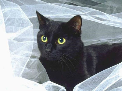 Mesdames aux les noire chat από τη Χώρα!