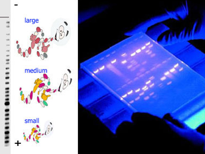 Πρωτοποριακή μέθοδος για την πρόληψη του καρκίνου