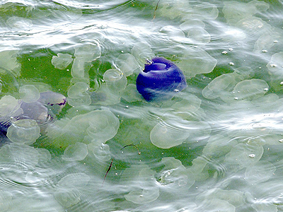 Κοπάδια μεδουσών στη  Β. Ελλάδα