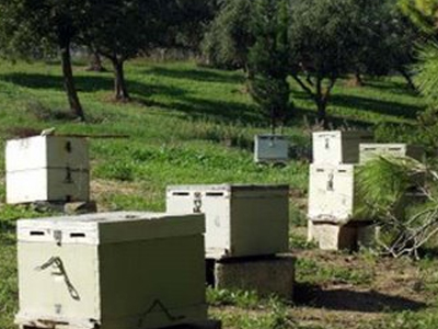 Ιερέας «βούτηξε» στο… «βάζο με το μέλι»