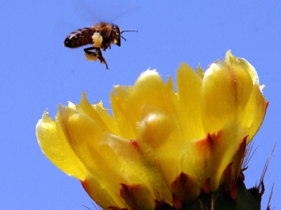 Φονικές μέλισσες