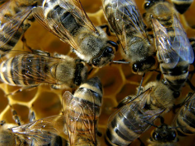 Πανικός από χιλιάδες μέλισσες στις Σέρρες