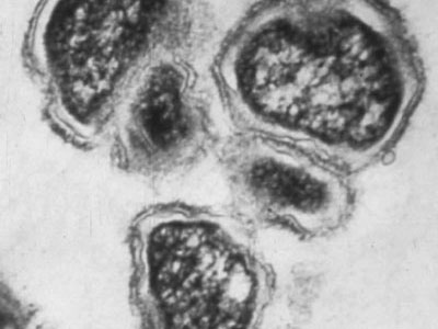 Νέα έρευνα δείχνει ότι τα μικρόβια εμφανίστηκαν μαζί με τους ωκεανούς