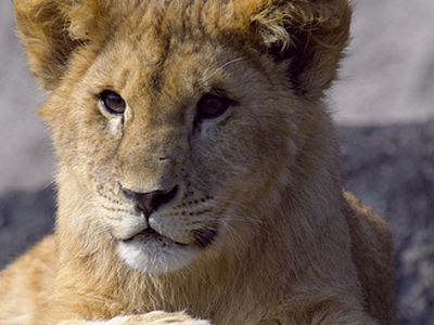 Κατ’ οίκον παράδοση… χασίς