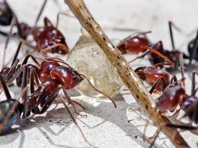 Κι όμως τα μυρμήγκια μιλάνε