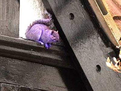 Σκίουρος σε… μωβ χρώμα