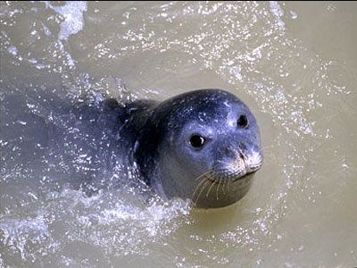 Μεσογειακή φώκια & Αλιεία: Ώρα για Δράση
